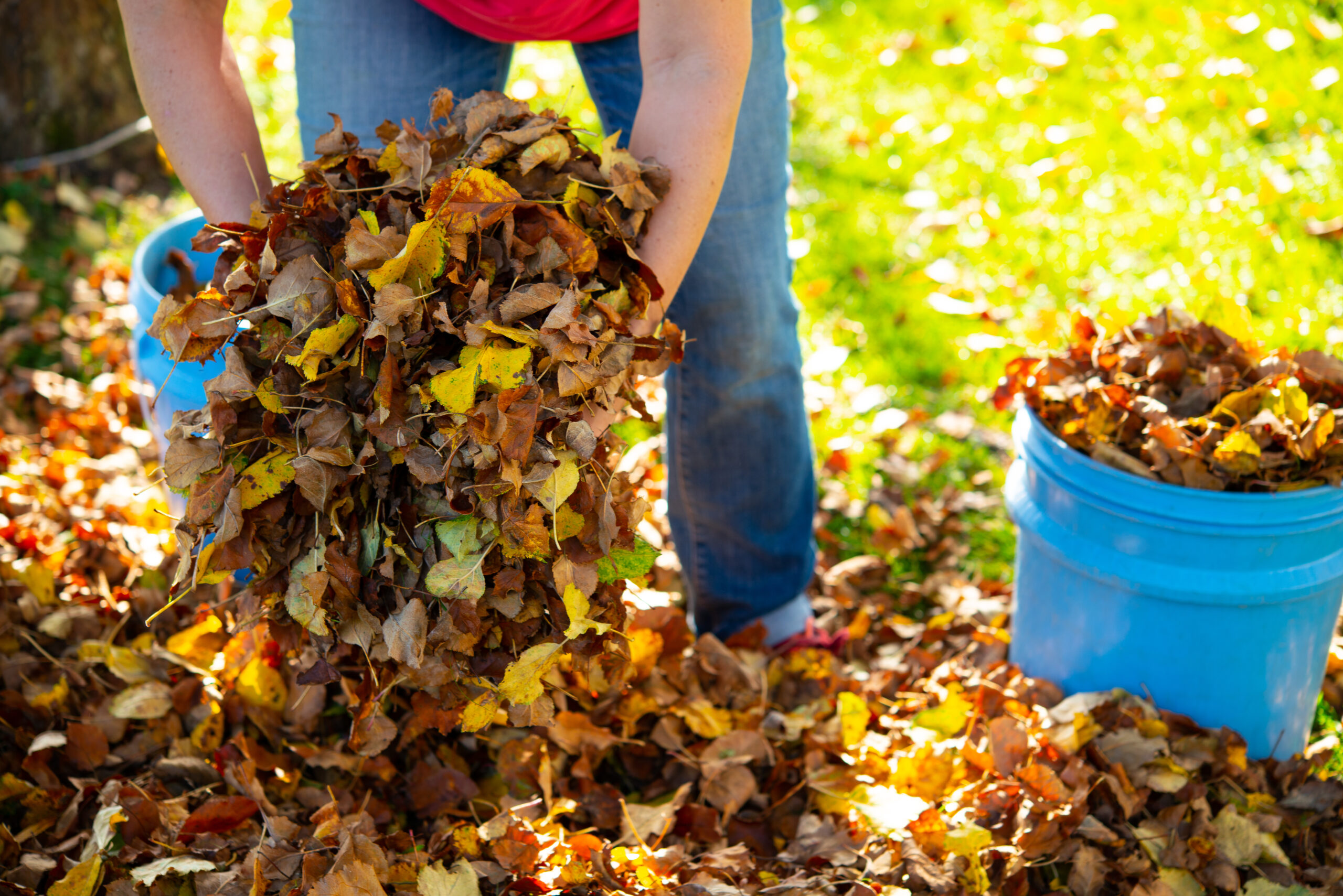 Woman,Working,In,Garden,And,Dispose,Fall,Leaves